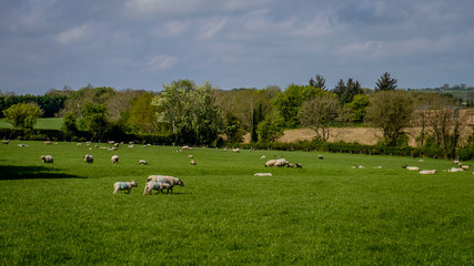 Fototapeta premium Sheep in Field