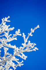 Frozen trees, snow on branches