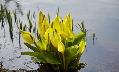 Yellow Skunk cabage,