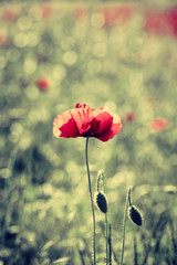 Fototapeta premium Red poppies in the summer field