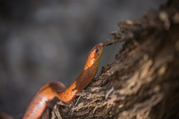 Snake Crawling up a Tree 