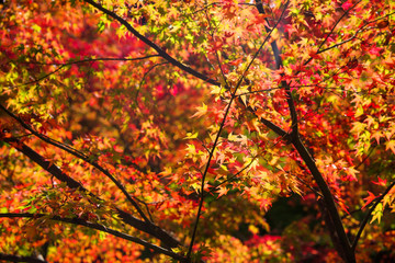 Fall red maple colors, Kyoto