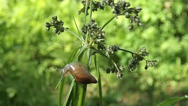 escargot