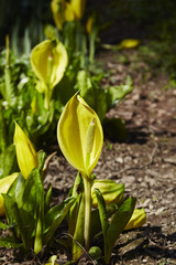 Yellow Skunk cabage,