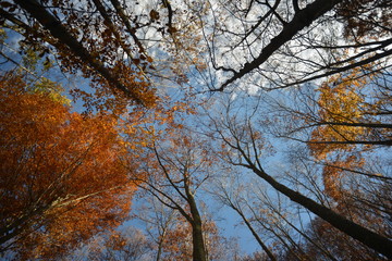 trees during fall