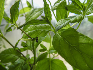 Home grown mint plant by a sunny window indoor herb garden