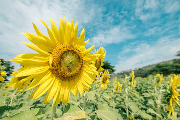 Sunflower fields in bright days.