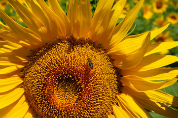 sun flower closeup on a beautiful sunny day