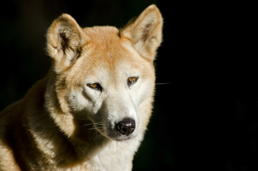 golden dingo