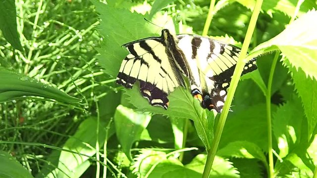 papillon
