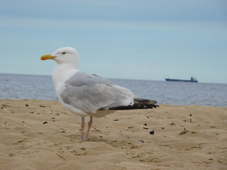 Seagull on Baltic shore