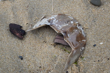 Horseshoe Crab Shell
