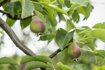 pears growing tree