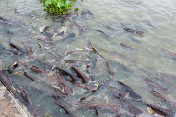 Pangasius fish are swimming in the rivers feeding at floating market.Bangkok, Thailand.