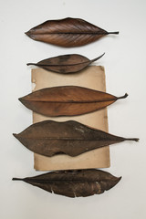 Herbarium - Eukalyptus Blätter