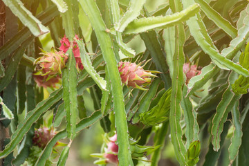 Red dragon fruit on plant in Nakhon Pathom, Thailand.