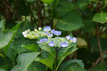 咲き始めの紫陽花