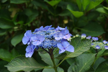 咲き始めの紫陽花