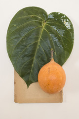 Herbarium - Granadilla Blatt und Granadilla Frucht
