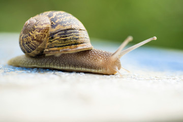 A snail isolated on grey background