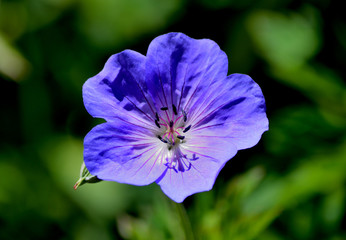 Flor azul