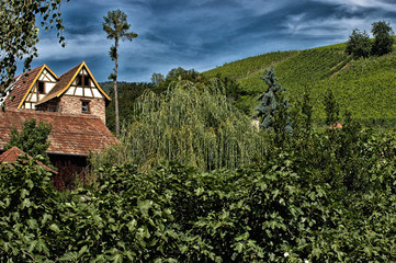 Landscape of the field and vineyard of Alsace
