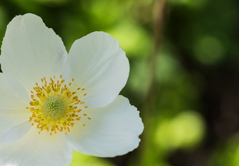 White anemones.