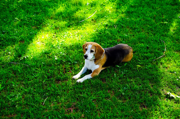 beagle dog layed down on the grass