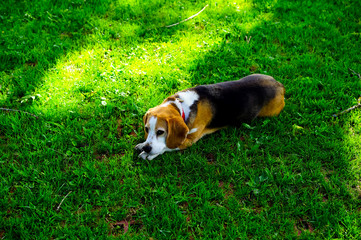 beagle dog layed down on the grass