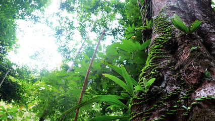 big tree and ivy in the tropical rain forest.