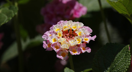 Close view of a lantana camara flower in details