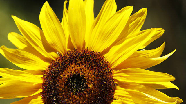 Close view of a sunflower on a sunny day