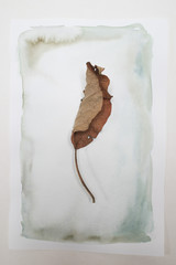 Herbarium 