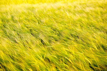 Field of wheat on beautiful day