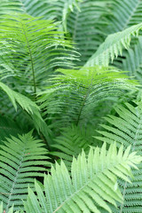 Fern thickets in the botanical garden