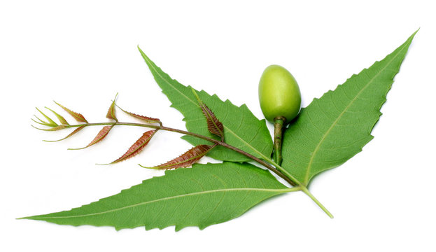 Medicinal neem leaves