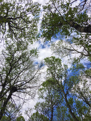 Look up in the sky with trees