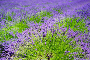 Field of lavender on a beautiful sunny day