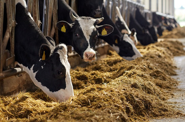 herd of cows eating hay in cowshed on dairy farm
