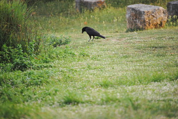Corbeau