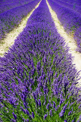 Fototapeta na wymiar Field of lavender on a beautiful sunny day