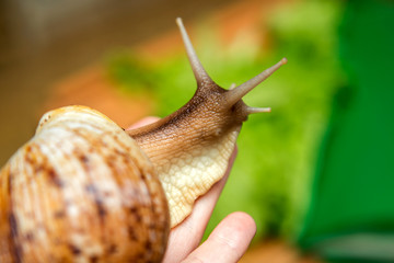 Home snail Achatina in the palm of your hand