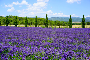 Panele Szklane  Field of lavender on a beautiful sunny day