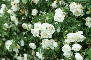 Obraz na płótnie Canvas White rose in the rain