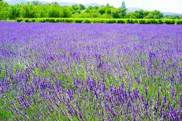 Field of lavender on a beautiful sunny day