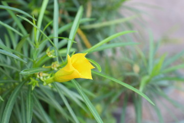 Yellow oleander in the garden.