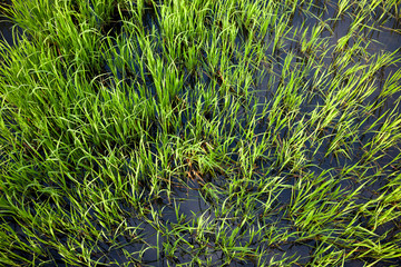 Nature green grass background top view