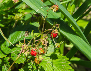 strawberry in garden