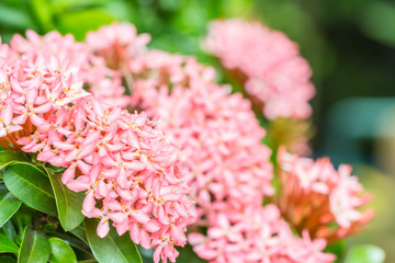Pink flower, Ixora coccinea.