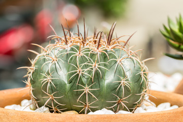 Beautiful cactus on clay pots.